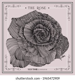 The vintage vector rose poster