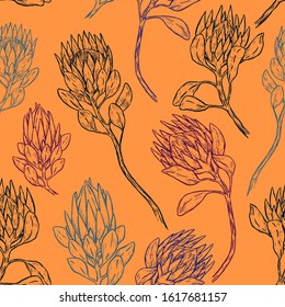 Vintage vector seamless pattern. Graphic sketches of tropical Protea flowers. Hand drawn exotic plants background. Colored contour botanical wallpaper for textile, paper, print, wrapping, fabric, card