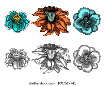 Vintage vector set of hand-drawn flowers in old-style engraving Isolated on white