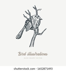 Vintage vector spring card. Birds on a branch. Monochrome. Line drawings, ink drawing, hand drawn illustration for poster, social media, post, wedding, textile, design template.