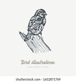 Vintage vector spring card. Birds on a branch. Monochrome. Line drawings, ink drawing, hand drawn illustration for poster, social media, post, wedding, textile, design template.