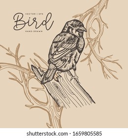 Tarjeta de muelle vectorial vintage. Aves en una rama. Monocromo. Dibujos en línea, dibujo en tinta, ilustración dibujada a mano para afiche, medios sociales, post, boda, textil, plantilla de diseño.