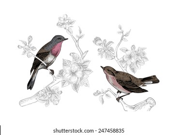 Vintage vector spring card. Birds on a branch of apple blossoms.