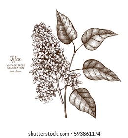 Vintage vector spring card. Hand drawn blooming branches of lilac tree. Botanical illustration