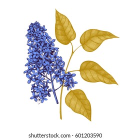 Vintage vector spring card. Hand drawn blooming branches of lilac tree. Botanical illustration