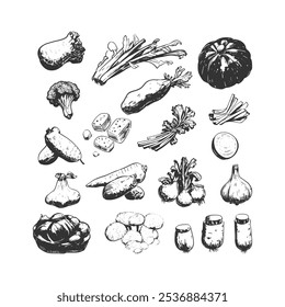 Vintage vegetable illustration with pumpkins, leeks, garlic, and root crops. Rustic line art perfect for farm branding, eco-friendly packaging, and organic food marketing materials