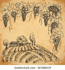 Vintage vineyard and grape on aged paper background. Isolated elements. Retro hand drawn vector illustration