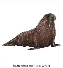 881 Elephant seal drawing Images, Stock Photos & Vectors | Shutterstock