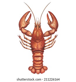 The vintage watercolor illustration of lobster