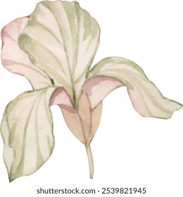 Vintage watercolor illustrations of flowers