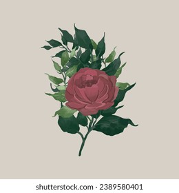 Vintage Watercolor pink rose Illustration. Decorative painted pink rose with combination of green leaves