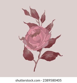 Vintage Watercolor pink rose Illustration. Decorative painted pink rose with pink leaves