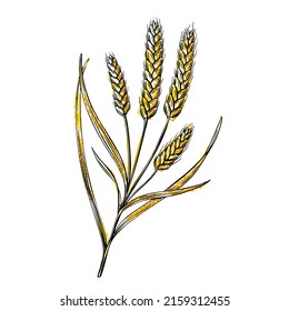 Vintage wheat sketch, great design for any purposes. Outline drawing. Vector background. Isolated illustration. Hand drawn engraving style.
