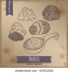 Vintage white, black truffles and truffle sauce sketch placed on old paper background. Great for restaurant, cafe, markets, grocery stores, organic shops, food label design. 