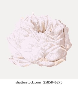 Vintage white cabbage rose, collage element, vector element.