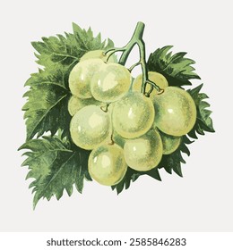 Vintage white grape illustration, vector element. 