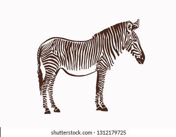 vintage  zebra standing ,retro sketchy illustration