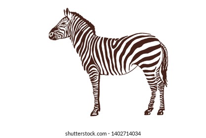 Vintage zebra standing ,vector illustration, retro design