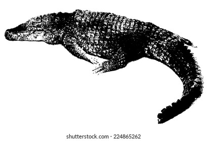 Vintage-Style Crocodile Black & White Print