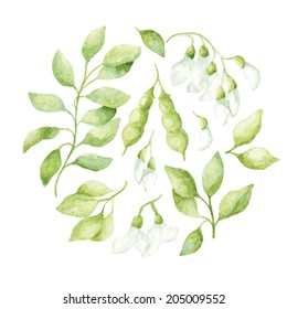 Vintage-style floral background green leaves, branches, pods and white acacia flowers. Vectorized watercolor drawing.