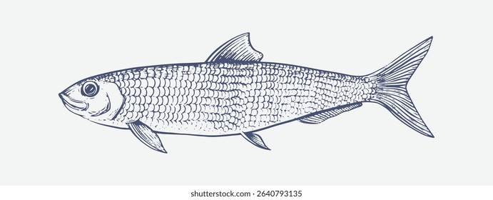 Vintage-style hand drawn illustration of a herring fish designed for product packaging and fish product.