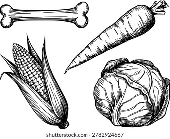 A vintage-style, hand-drawn featuring a bone, corn the cob, carrot, and cabbage, presented a white background.