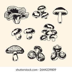 Vintage-style illustration of a diverse mushroom set featuring edible fungi like porcini, chanterelle, and cremini. Ideal for botanical prints, culinary art, packaging, and kitchen-themed decor.