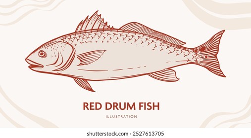 Ilustração de arte de linha estilo vintage de um peixe tambor vermelho também conhecido como redfish, canal baixo, ou spottail baixo. Perfeito para marca de frutos do mar, menus e projetos com temas costeiros.