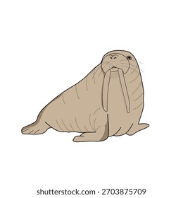 Vintage-style walrus vector with textured lines, perfect for retro posters and classic marine-themed artwork.