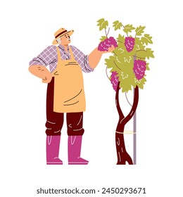 A vintner tends to grapevines, inspecting the lush clusters. Vector illustration showcases traditional winemaking with a focus on agricultural care and detail.