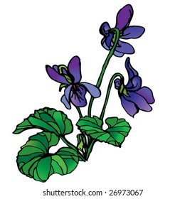 viola