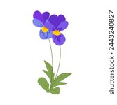 Viola Flower, violet pansies with leaves. Spring summer Vector botanical garden illustration isolated on white background