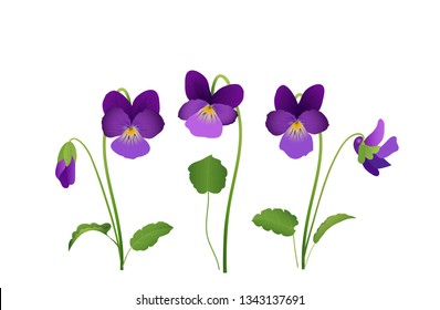 Viola Flower, violet pansies with leaves,
Vector illustration isolated on white background