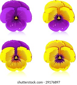 Viola, flowers, isolated on white, vector