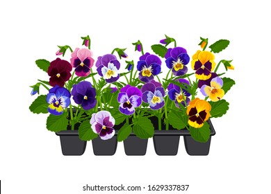 Viola flowers in a pot, flower sale, pansies in a box, yellow, blue, purple spring flowers, flowers for the garden. Planting flowers. Vector image