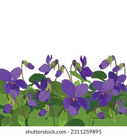 Viola ist duftend. Vektorgrafik. Die Pflanze, Blätter und Blumen sind lila. Blumenbeet mit Viola Odorata Blumen in Blüte. Kosmetische Pflanzen, Parfums und Heilpflanzen. Vektorgrafik, handgezeichnet.