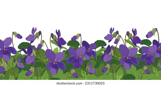 Viola ist duftend. Vektorgrafik. Die Pflanze, Blätter und Blumen sind lila. Blumenbeet mit Viola Odorata Blumen in Blüte. Kosmetische Pflanzen, Parfums und Heilpflanzen. Vektorgrafik, handgezeichnet.