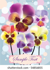 Viola greeting card