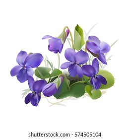 Viola odorata. Sweet violets on transparent background - hand drawn vector illustration in realistic style. 