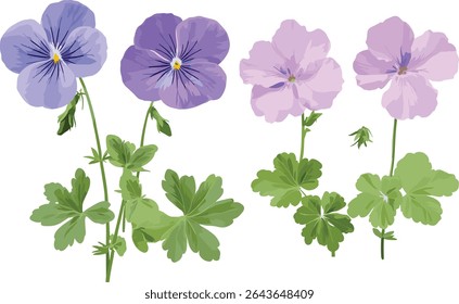 Viola philippica and Geranium robertianum cutout, floral design elements, wild herb plants, spring blossom vector illustration, garden flora, nature decoration, flower arrangement.
