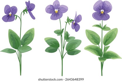 Viola philippica purpleflower violet flowering isolated cutout, vector illustration, botanical garden plant, wildflower, herbal flower, nature floral art.