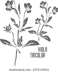 Hojas de Viola tricolor y silueta vectorial de flores. Esquema herbario medicinal de Herba violae. Silueta de hierba de Viola tricolor para productos farmacéuticos y cosmetología. Un conjunto de contornos vegetales Viola tricolor.