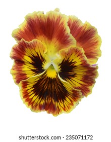 Viola tricolor pansy. Vector  illustration.