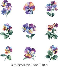 Viola tricolor.Watercolor flowers set, isolated on white background. Hand painted illustration.