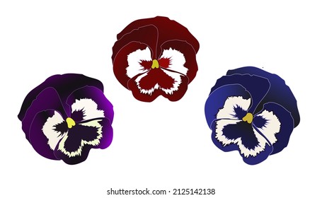 Viola, vector realistic image, color isolated flowers on a white background.