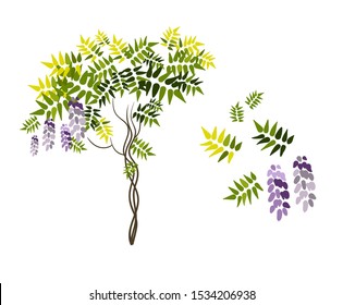 violet acacia vector cartoon tree set design elements California