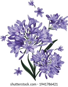 Violet Agapanthus flowers isolated in white background. Illustration artwork svg