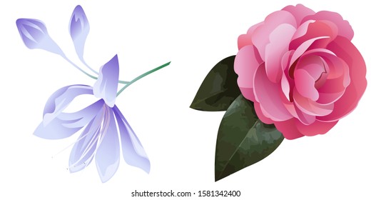 Violet Agapanthus Lily. Pink Balsam. Vector illustration. Isolated illustration element. Floral botanical flower. Wild leaf wildflower isolated. Exotic tropical hawaiian jungle.