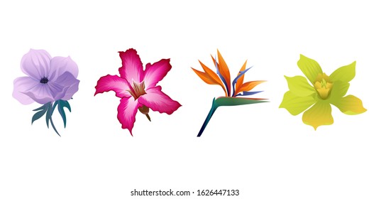 Violet Anemone. Pink Adenium. Orange Strelitzia Reginae. Yellow Orchid. Vector illustration. Isolated illustration element. Floral botanical flower. Wild leaf wildflower isolated. Exotic tropical.