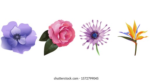 Violet Anemone. Pink Balsam. Purple Osteospermum Daisybush. Yellow bird of paradise Strelitzia. Vector illustration. Isolated illustration element. Floral botanical flower. Wild leaf wildflower.